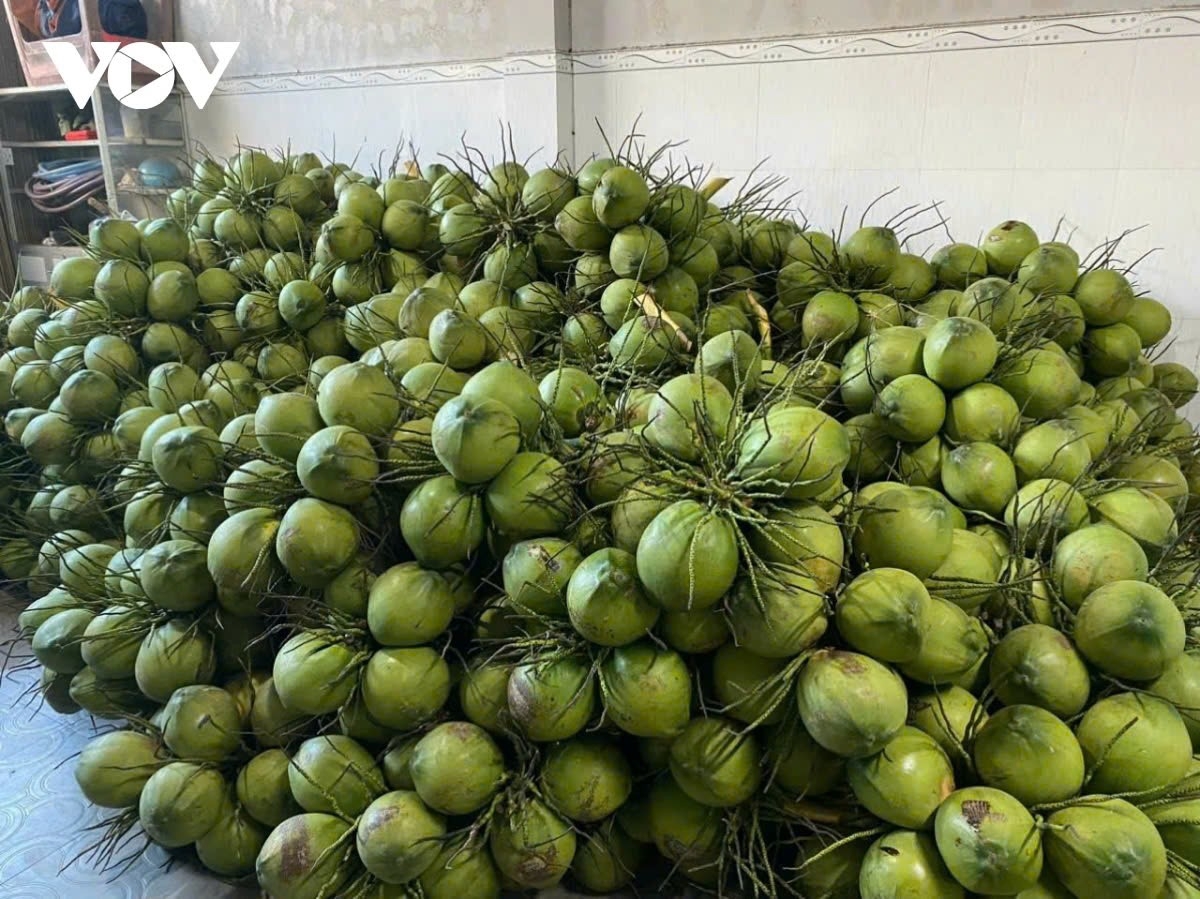 Ben Tre to export first batch of fresh coconuts to China in October